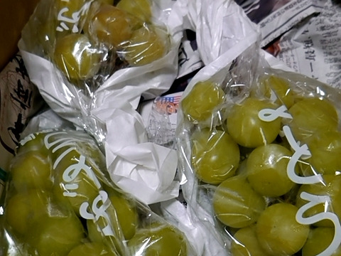 山梨県シャインマスカット家庭用3房