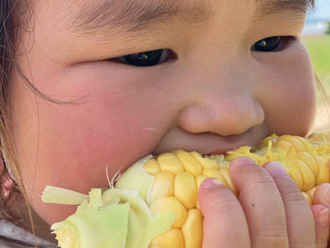 ★限定100本★  4代続く農家が栽培　生でもおいしい「山城のとうもろこし」　4～6本
