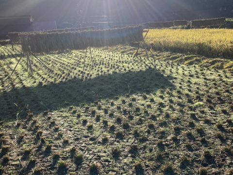 昔ながらのかけ干し米！自然栽培・天日干し玄米5kg