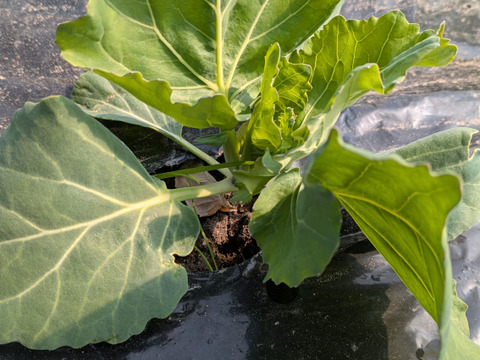 香川産
まずはサラダ・浅漬けで食べて欲しい！甘味が滲み出る 春キャベツ