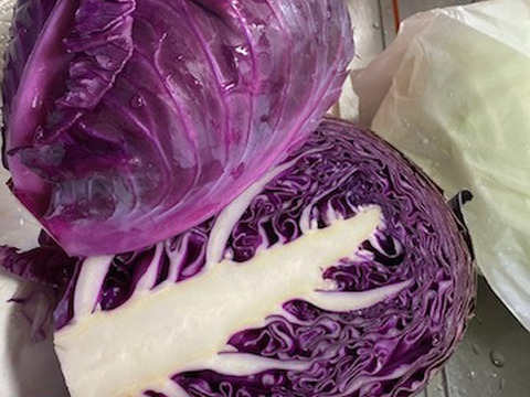 栄養満点！彩り鮮やかなムラサキキャベツ ２キロ箱（例：５００ｇ×４個）