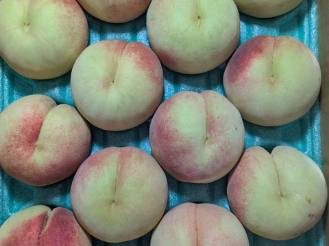 桃川中島白桃5kg16玉入り