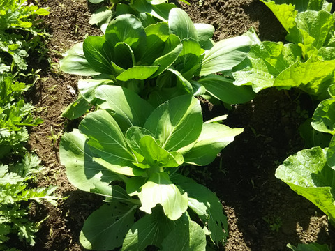 大人のカボス鍋セット🍊🍊✨✨✨あったかいんだからぁ✨✨ばぁばのモノスゴイ野菜😋❗❗✨✨✨