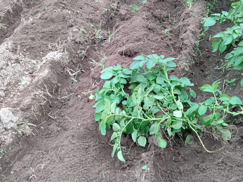 【栽培期間中農薬・化学肥料不使用】馬鈴薯（じゃがいも）デジマ2キログラム【米ぬかだけで育ちました】