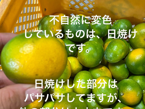 【お買い得】※訳ありみかん　2キロ