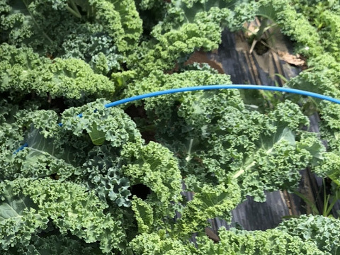 鮮度を大切に！小分けパックでお届け！\味の濃い！カーリーケール・段ボール80サイズ入るだけお入れします（800gから900g）・サラダはもちろん！炒め物、スープにも/【農薬・化学肥料不使用！】