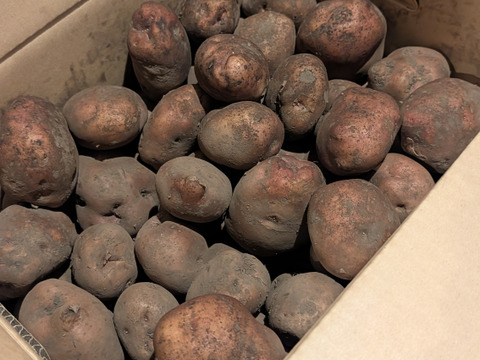 北海道【越冬熟成じゃがいも】 華しべつ(はなしべつ)（10kg）低温熟成