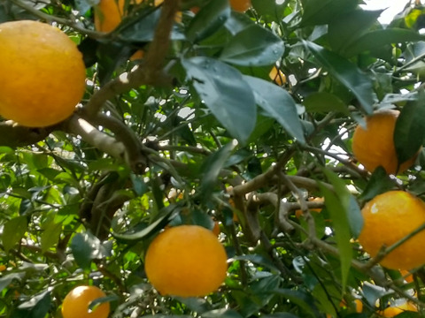 食べごろ！農薬不使用甘夏 5キロ