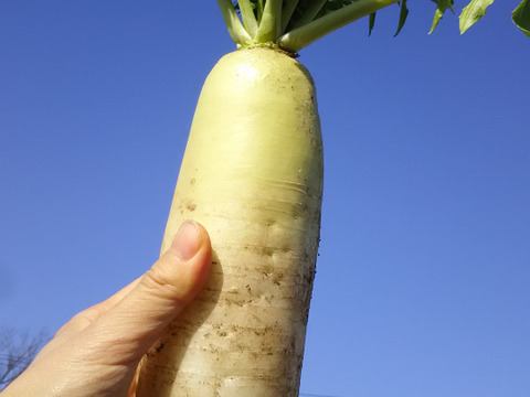 ぬか漬けセット🍆🥕【数量限定❗❗】ばぁばのモノスゴイ野菜（大根とカブつき🥕）😋🍙子供に食べさせたい野菜❗❗✨✨✨