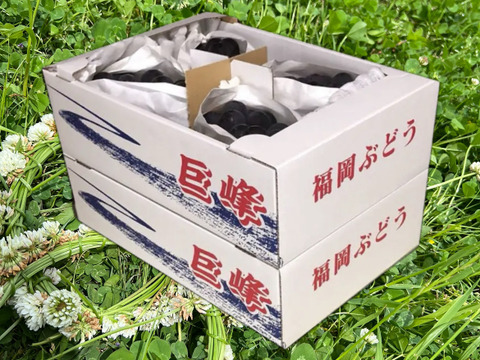 【先行予約受付中】旬の高級ぶどう/種無し巨峰　8月25日〜