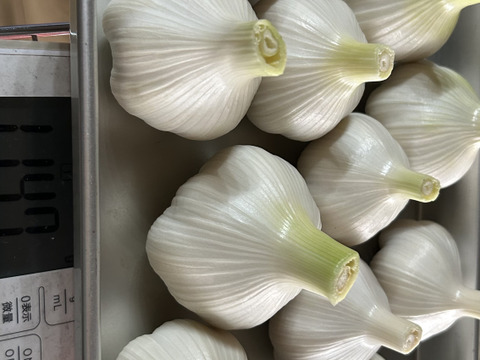 自然栽培　採れたて特大生にんにく　12個