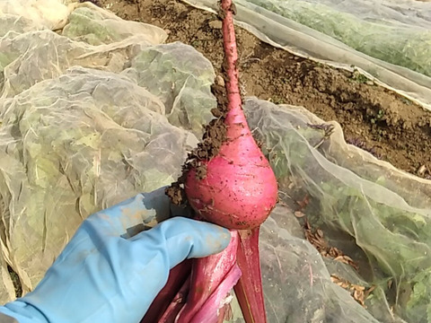ぐっちゃん様　お得意様ご予約分農産物20Kg ちょっとだけ食べたい方向け！変わった野菜セット🥒🍆：千葉県産