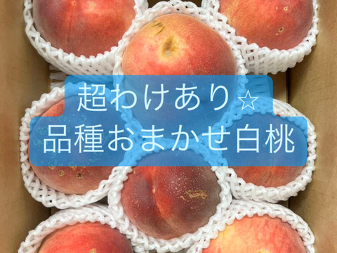 【超訳あり家庭用☆品種おまかせ白桃】2㎏　9～10月