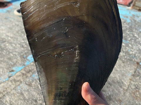 【愛知日間賀島産】今ガ旬の貝，おすすめ‼︎《平貝》3枚入り-活き発送
深海に潜って採ってきた海の宝
~活きて届く感動を食卓へ~