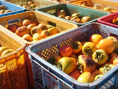 甲州名産　柔らか♪ころ柿　贈答箱（百目柿）