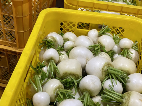 みずみずしい歌舞楽(カブラ)