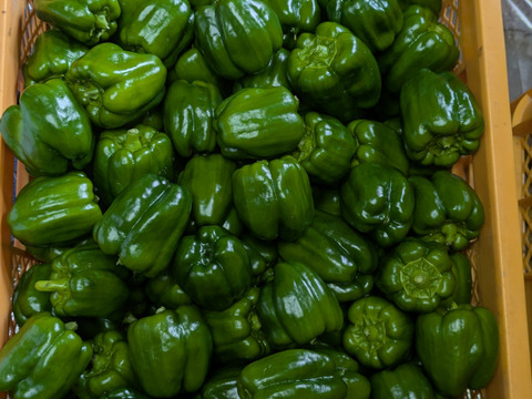 とっても甘い普通のピーマン1kgセット