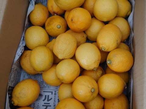 広島県産レモン、防腐剤、ワックス不使用　皮ごと使用できる 訳あり品  3.5ｋｇ(約35個)