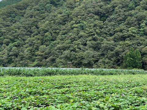 【栽培期間中農薬不使用】紅あずま３ｋｇ(箱入)　10月以降～発送予定！　熟成期間１ヶ月超！　さつまいも！
