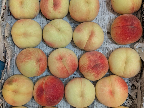 桃あかつき12玉