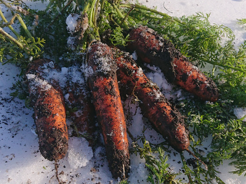 お買い得！【大きめサイズ】甘み極上の雪下人参「灯かり」(4㎏)