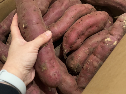 【在庫処分セール中！】規格外由栗いも　１０kg