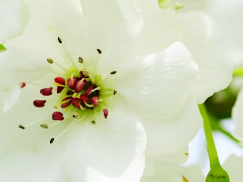 【とにかくシャキシャキ‼️】ゴールド二十世紀梨①✨️二十世紀ゆずりの爽やかな甘みとシャキシャキジューシー💦日持ち良し‼️贈答用約2.2kg(5~7個)✨️8月下旬からの発送