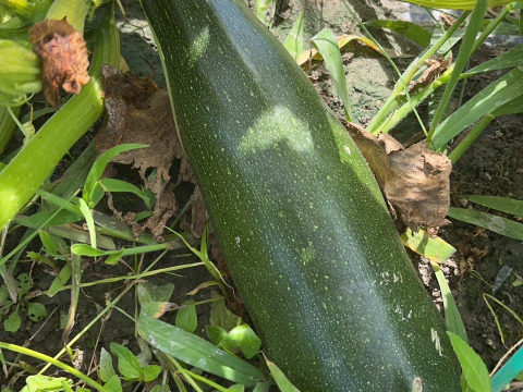 【淡路島 自然栽培 固定種 ズッキーニ】2キロ 無肥料 農薬不使用　サラダにお新香、グリルにソテー、緑色白ズッキーニ（UFO）食べ比べ