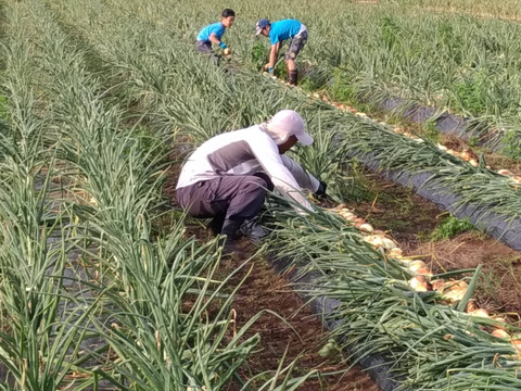 訳あり　大タマネギ（有機JAS）箱込9kg