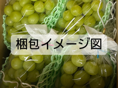 爽やかで甘〜い！シャインマスカット 4房 長野県産 種無しぶどう