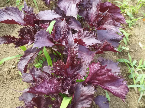 赤紫蘇!!枝ごと20本つき🌿農薬不使用✨✨✨【数量限定❗❗】子供に食べさせたい野菜（５品目～７品目）😋🍚🎵🎵ばぁばのモノスゴイ野菜🍅🍆🌽
