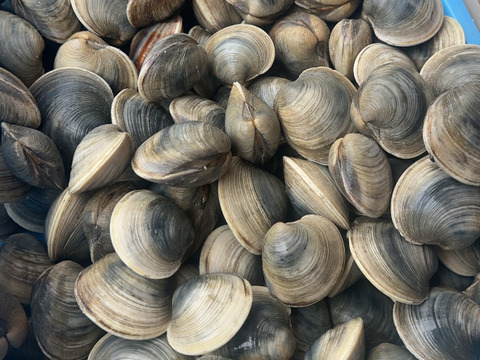 船橋三番瀬ホンビノス貝　無選別10kg