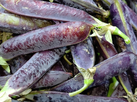 [数量限定]紫エンドウ豆６００g