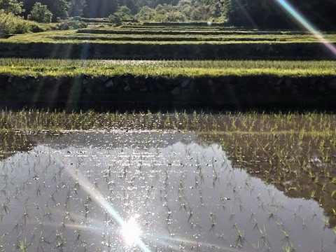 【新米】農薬化学肥料不使用　信州伊那谷★満月もち(白米)・2025年産 10㎏