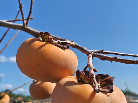【極上の献上柿】【冬ギフト】静岡県森町産の次郎柿（大粒10～12個入り）