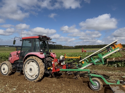 【小さな長芋3kg.ごぼう1.5kg】大好評‼️香りと柔らかさ・甘さが自慢のごぼう❣ 小さな長芋の大きなパワー‼