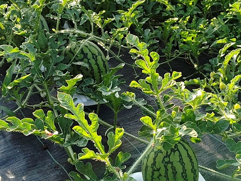 スイカ　ピノガール　2.5kg以上　１玉