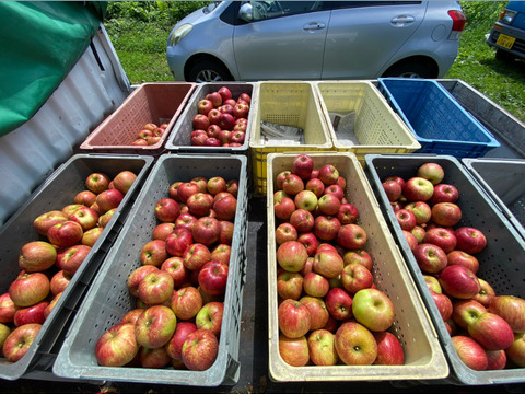信州は山ノ内町からお届け！あま〜い！　サンつがる　家庭用　3kg