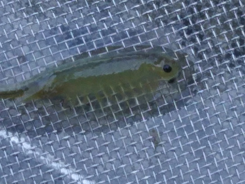 新米令和8年産あきたこまち精米5kg