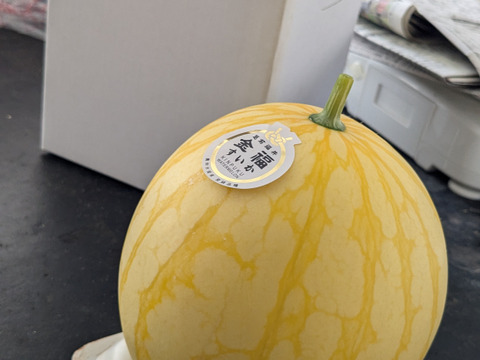 【夏ギフト】残り1日！追加注文受付中！
シャリ感と甘さのダブルパンチ！希少種！金福スイカ（約2kg）