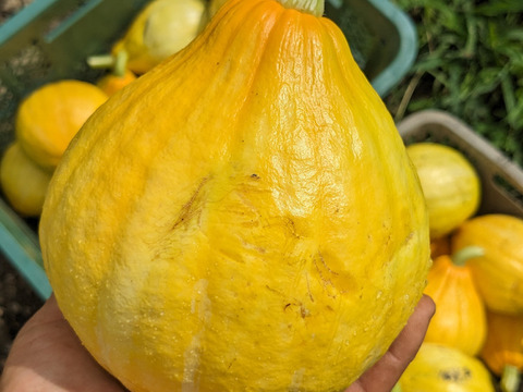 【アワード受賞福袋】旬のVEGE箱「厳選8品目セット」
食べチョクアワード野菜2位受賞の旬のVEGE箱から、特に食べて欲しい8品種を厳選しました。レギュラーサイズだと多すぎて食べきれない方にもぜひ♪