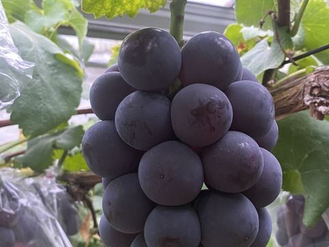 【超お得！】果物王国晴れの国岡山県産オーロラブラック  (4〜6房 2kg以上)【ご家庭用】