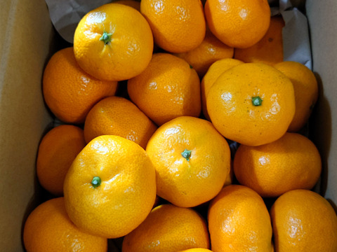 愛媛みかんの老舗厳選【濃厚な甘みと程よい酸味】みかん 3.5kg【愛媛県川上産】【冬ギフト】