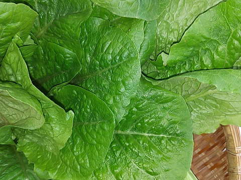 野菜セット セット限定販売