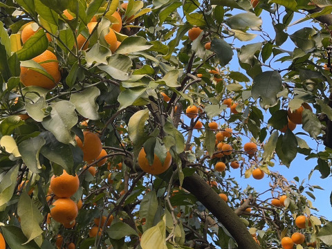 マルユウ農園の濃厚清見オレンジ（サイズ混合）2kg