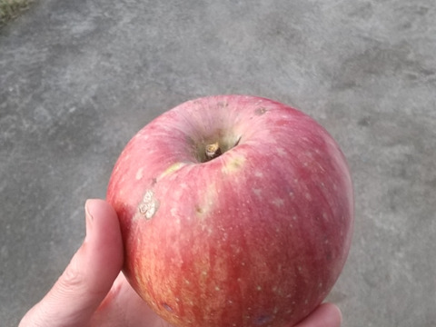 栽培期間中肥料農薬不使用のりんごジュース2本セット・１Lx２