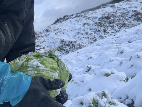 【自然栽培】4~5品目のお野菜セット Sサイズ