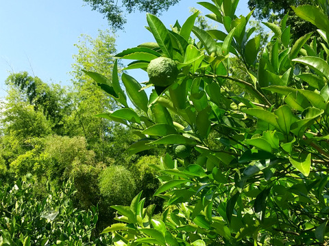 食べごろ！農薬不使用ネーブル