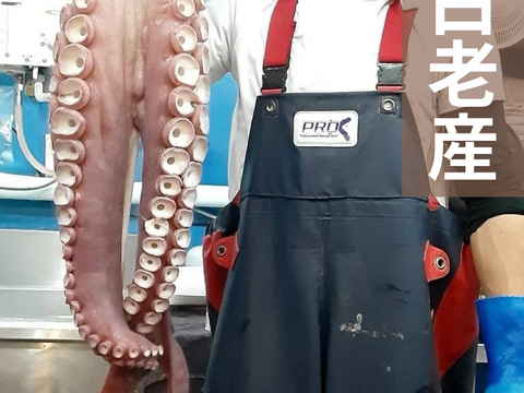 【インパクト大！】北海道白老産　活茹で水だこ（足）1.4㎏1本【3等分真空加工】