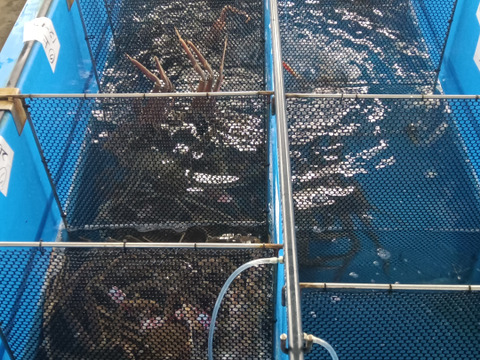 山陰冬の味覚の王者【松葉蟹】ズワイガニオス/小サイズ/400~600g【吟醸蒸し】【冷蔵】